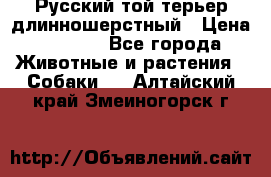 Русский той-терьер длинношерстный › Цена ­ 7 000 - Все города Животные и растения » Собаки   . Алтайский край,Змеиногорск г.